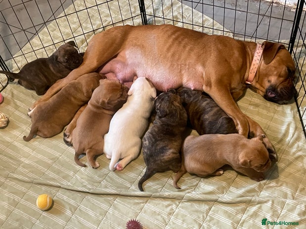 Mixed Breed dogs - Advert 1