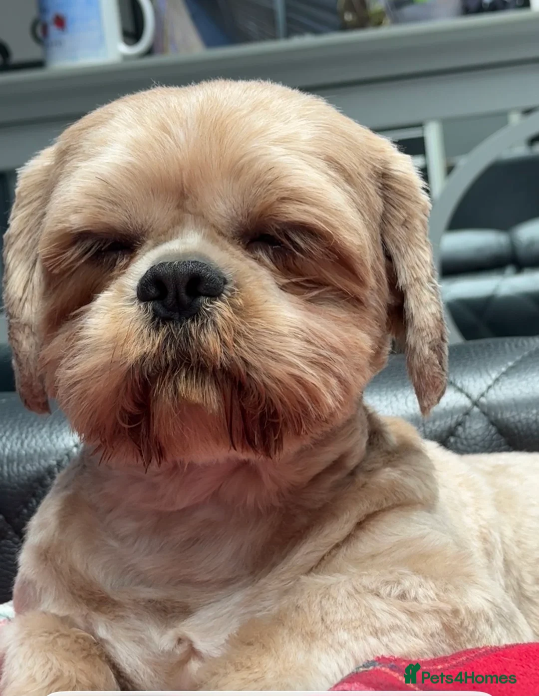 Shih Tzu dogs for sale: Gorgeous Shihtzu Puppies - Advert 9