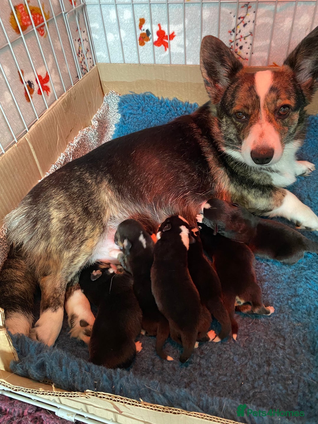 Welsh Corgi Cardigan dogs for sale: WELSH CARDIGAN CORGI BABIES FROM 5 ⭐ LICENSED HOME - Image 37