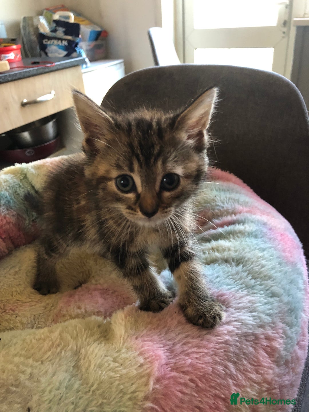 Mixed Breed cats for sale: Tabby boy  - Image 3