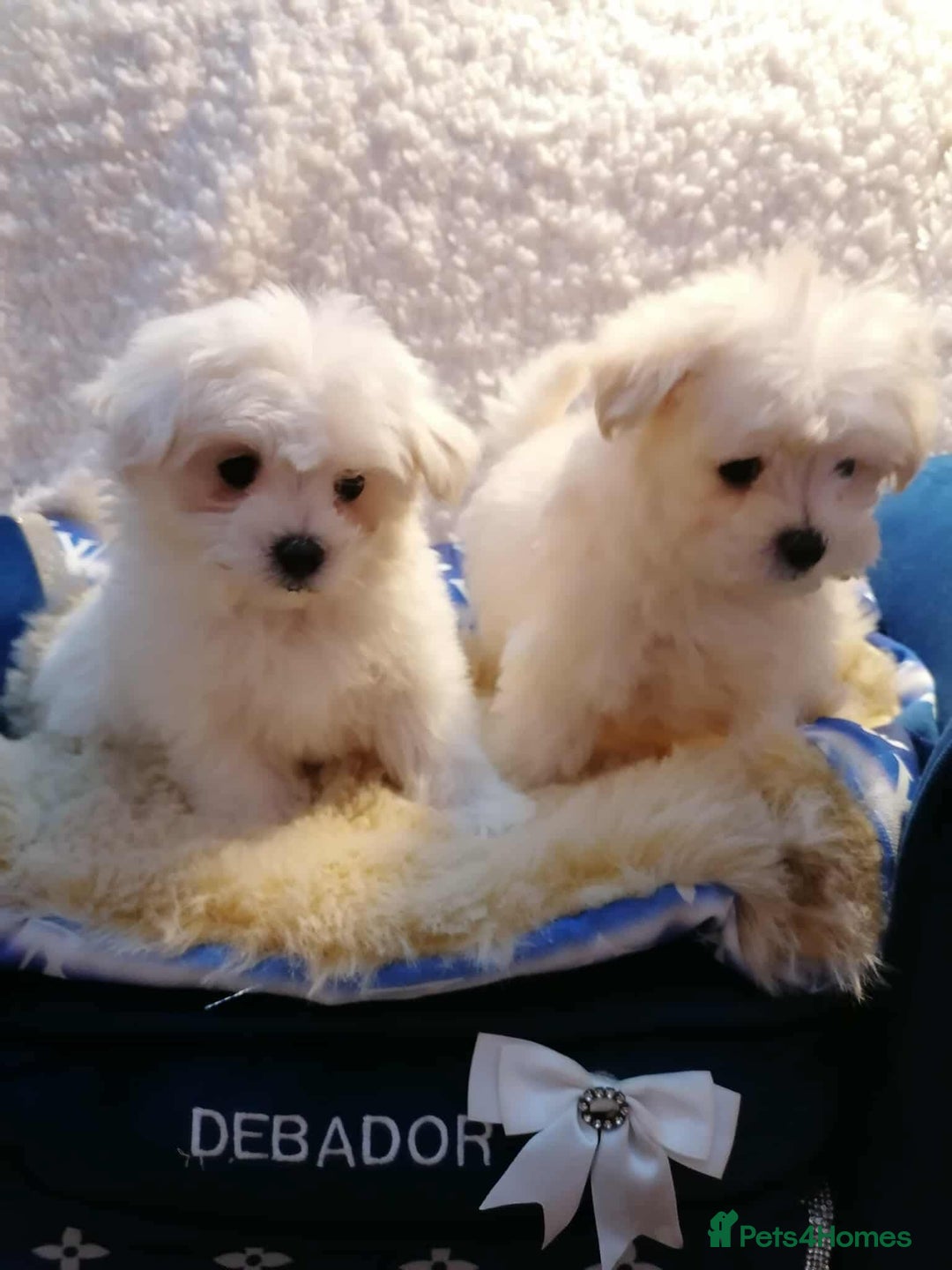 Maltipoo dogs for sale: Toy Maltipoos  ready NOW - Image 7