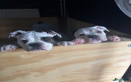 Olde English Bulldogge dogs for sale: LAST BABY GIRL both jabs microchipped pricedrop - Image 15