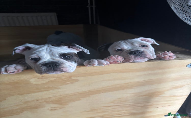 Olde English Bulldogge dogs - Advert 3