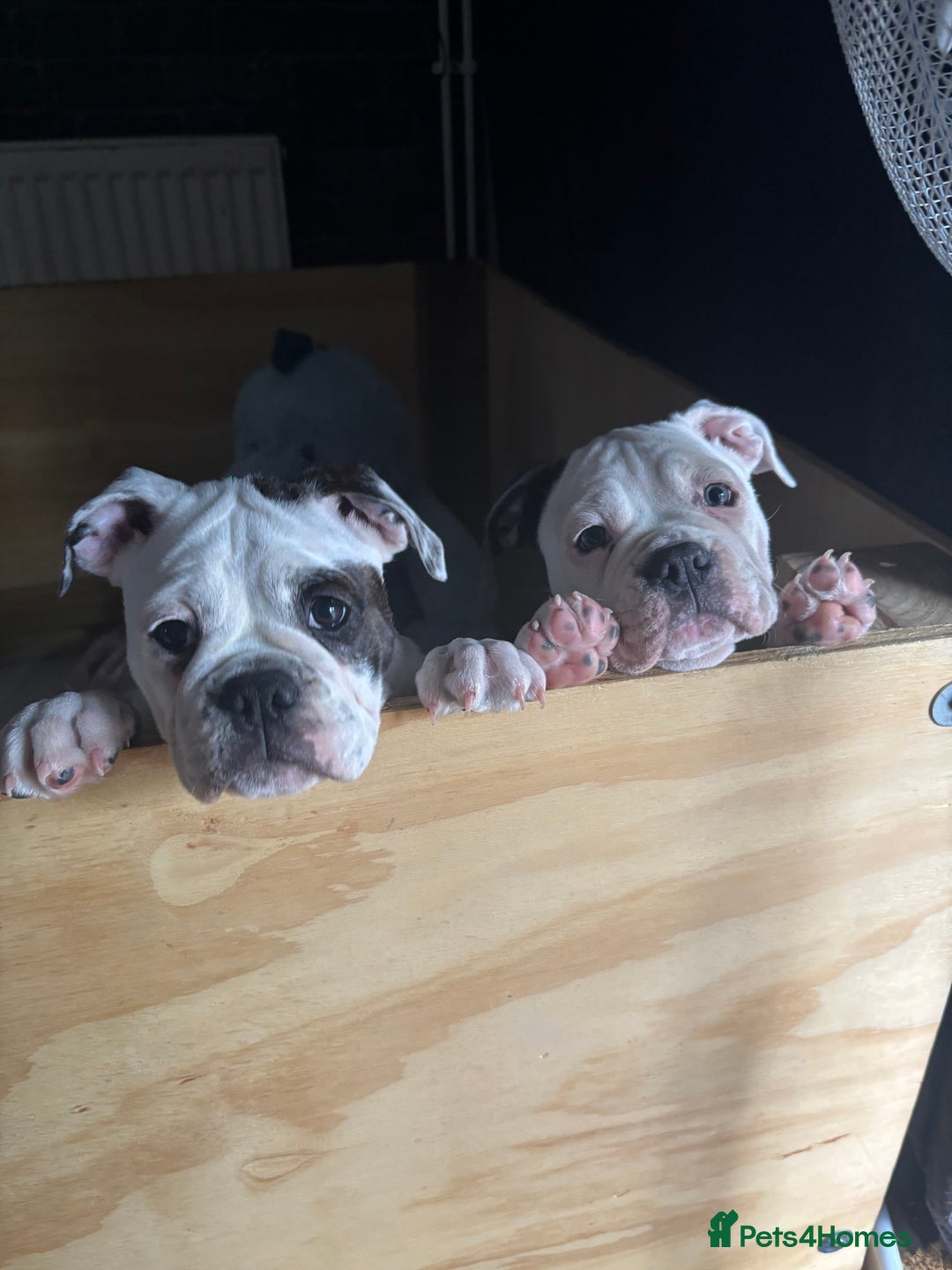 Olde English Bulldogge dogs for sale: LAST BABY GIRL both jabs microchipped pricedrop - Image 15
