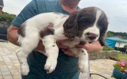 English Springer Spaniel dogs for sale: FTCH x FTAW Springer spaniel - Image 11