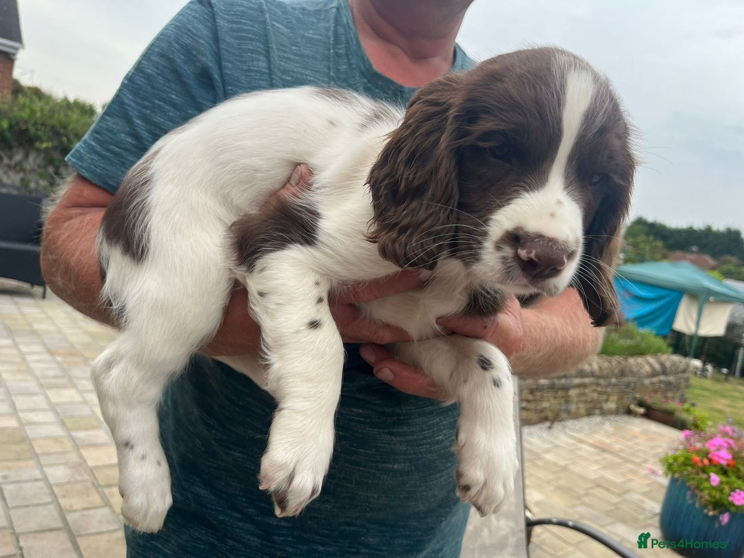 English Springer Spaniel dogs for sale: FTCH x FTAW Springer spaniel - Image 11