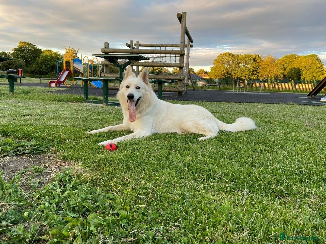 White Swiss Shepherd dogs for sale: WSS One boy and one girl available  - Advert 20