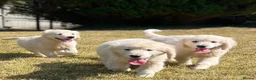 Golden Retriever dogs for sale: Stunning Golden Retriever Puppies for sale - Advert 4