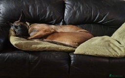 Belgian Shepherd Dog dogs for sale: Belgian Malinois x Dutch - Female 4 Yrs - Image 24