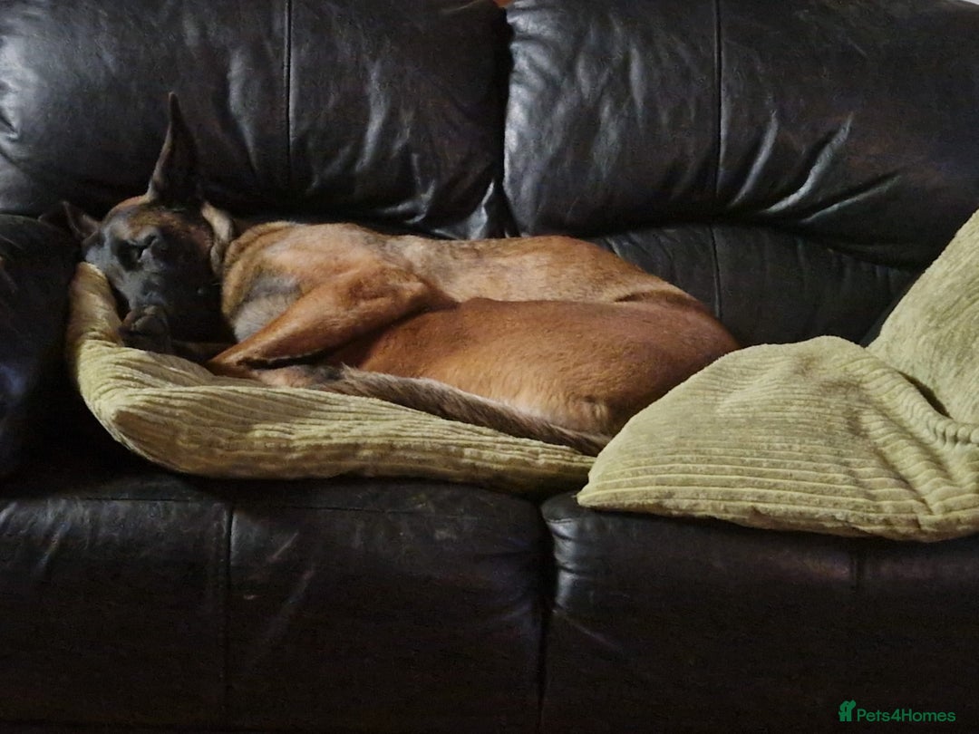 Belgian Shepherd Dog dogs for sale: Belgian Malinois x Dutch - Female 4 Yrs - Image 24