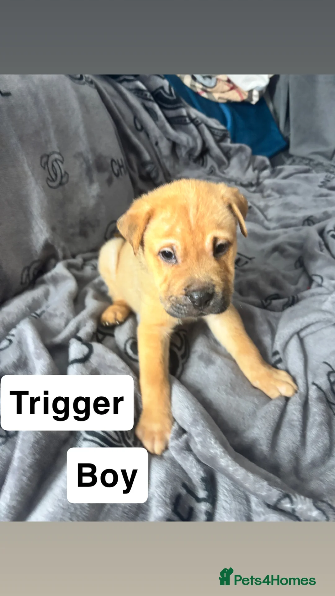 Mixed Breed dogs for sale: Staff/shar pei puppies - Advert 15