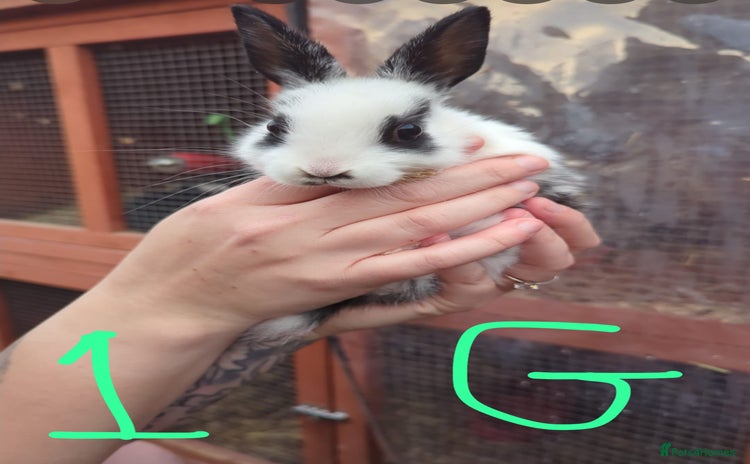 Mixed Breed rabbits - Advert 1