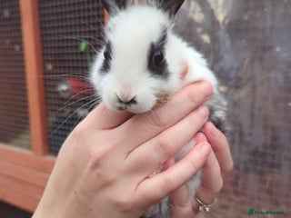 Mixed Breed rabbits - Advert 19