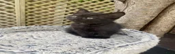 Mixed Breed cats for sale: British short hair cross kittens - Advert 5