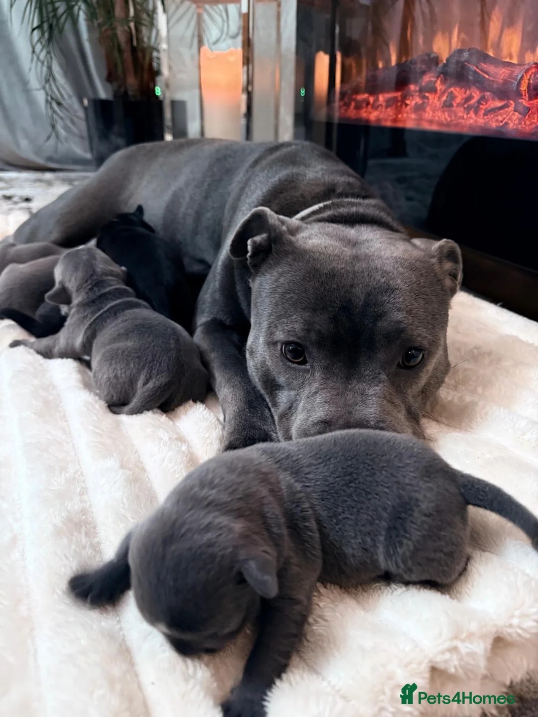 Staffordshire Bull Terrier dogs for sale: KC REGISTERED Staffordshire-bull-terrier Puppies  - Advert 11