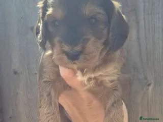 Cockapoo dogs F1 SHOW extensively health tested cockerpoo - Advert 1
