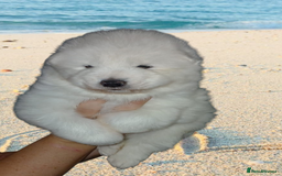 Samoyed dogs for sale: Pedigree Samoyed puppies - Image 1