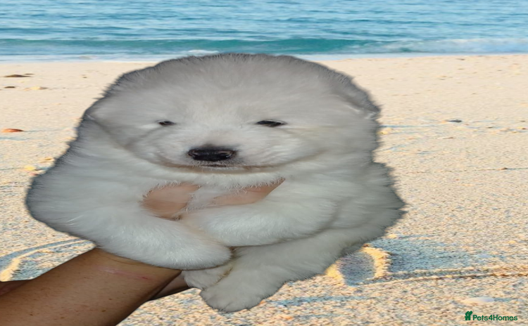 Samoyed dogs - Advert 1