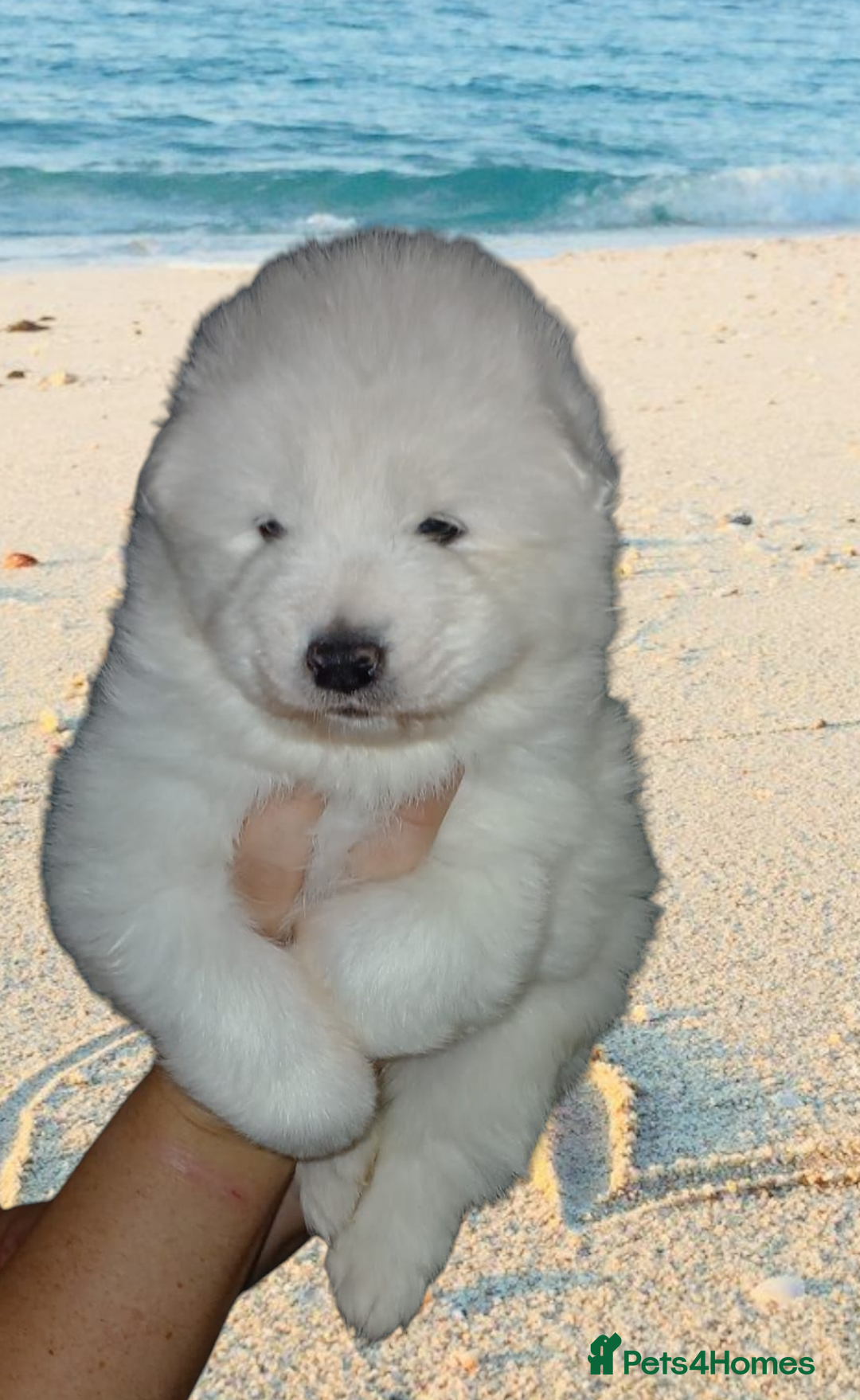 Samoyed dogs for sale: Pedigree Samoyed puppies - Image 1