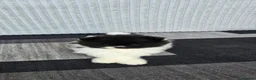 Pomeranian dogs for sale: Particolour Poms - Advert 11