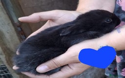 Mini Lop rabbits for sale: 5 baby bunnies for sale  - Image 5