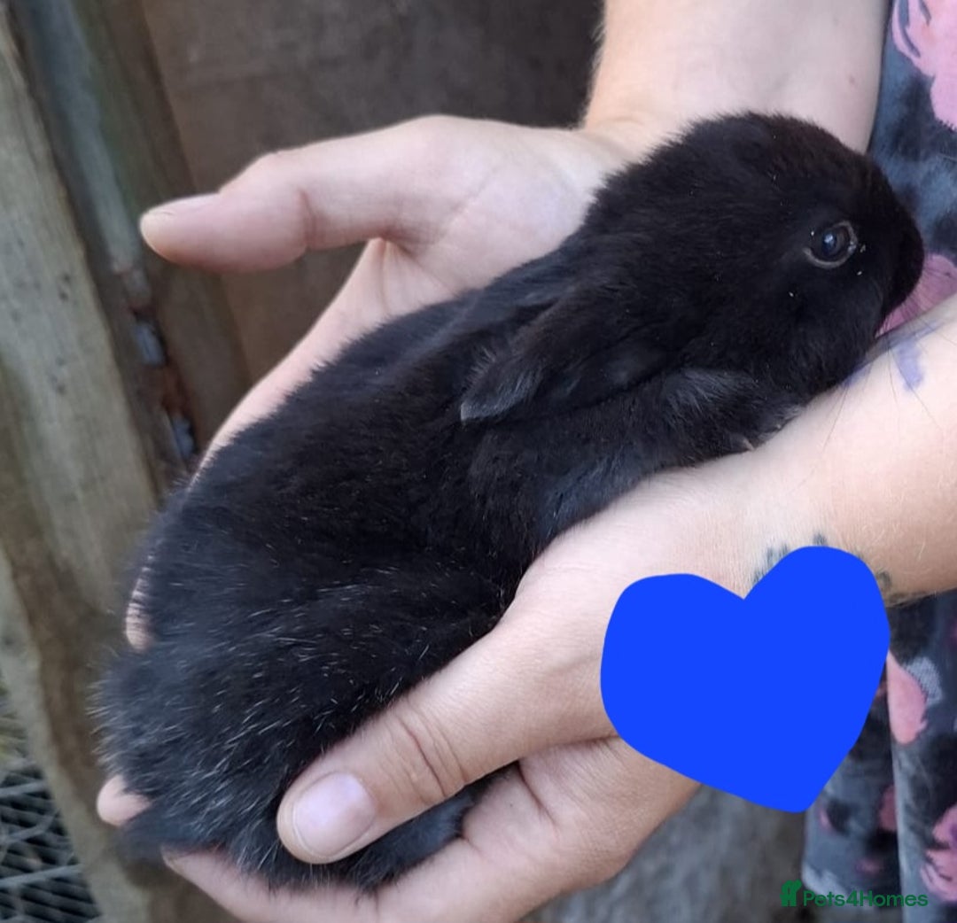 Mini Lop rabbits for sale: 5 baby bunnies for sale  - Image 5
