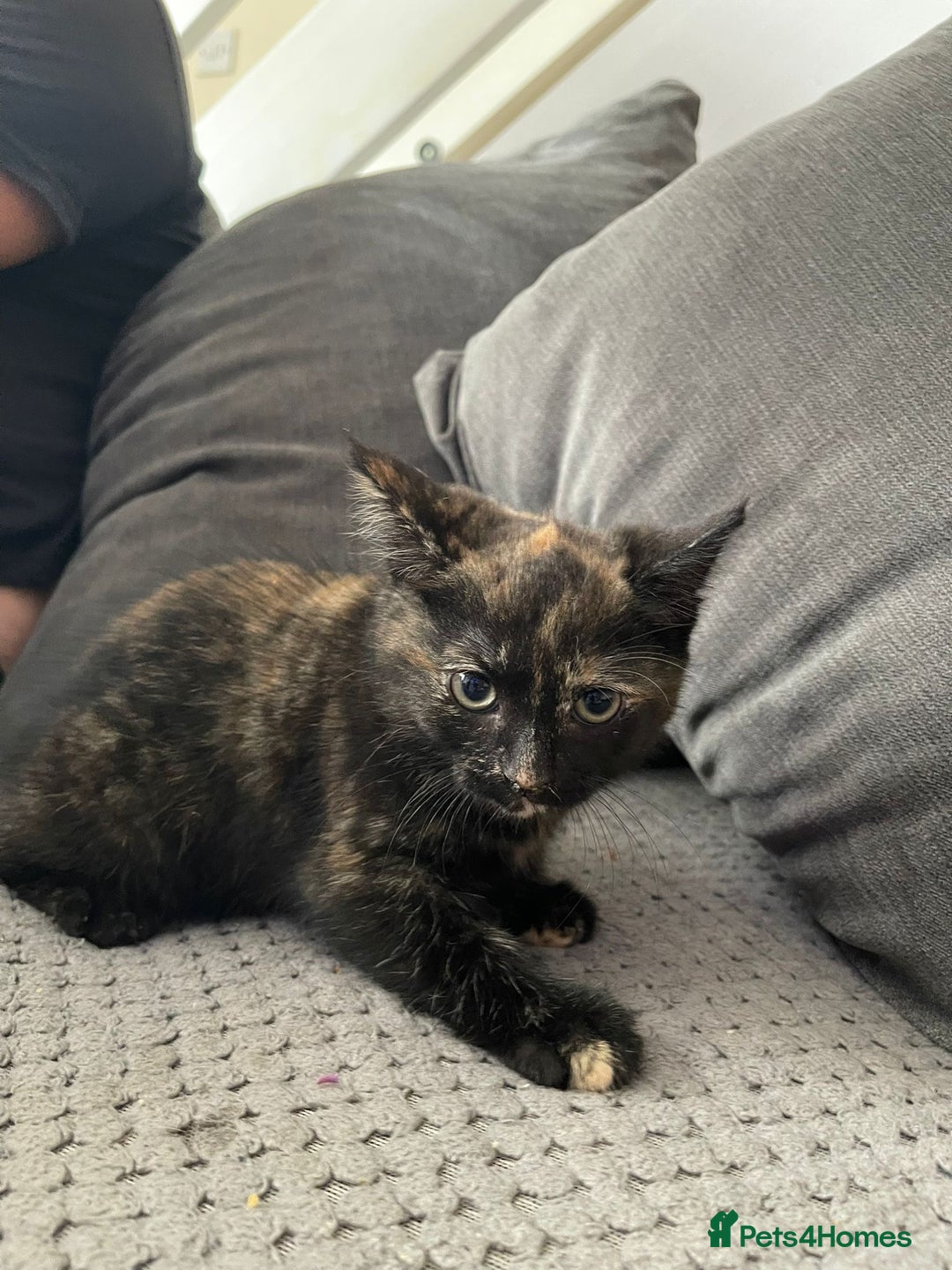 Mixed Breed cats for sale: Kittens ready for forever home  - Image 5