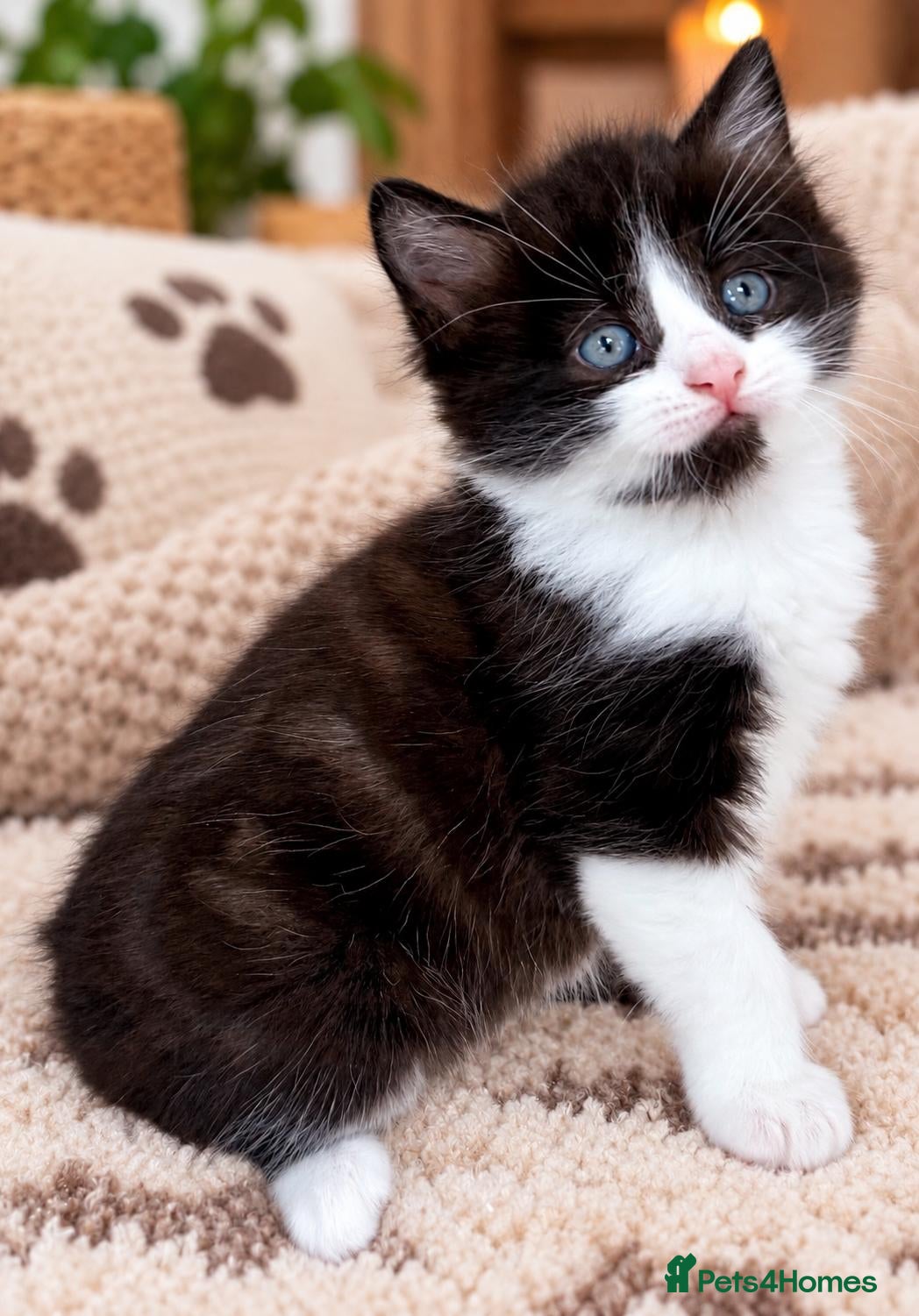 Mixed Breed cats for sale: Gorgeous 5 Adorable Kittens Ready For Home 💕 - Advert 1