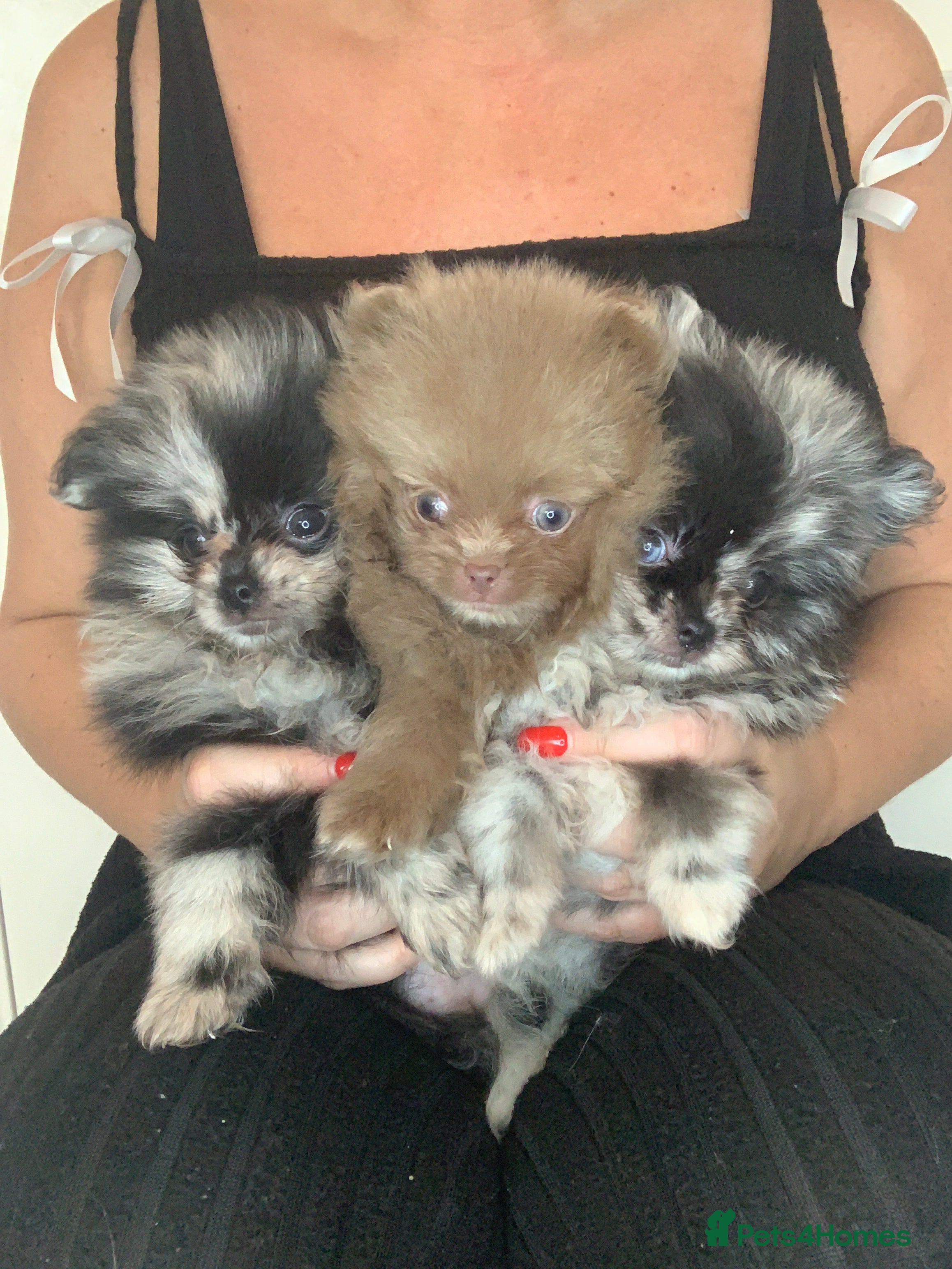 Pomeranian dogs UNIQUE BEAR FACE POMERANIAN LITTER - Advert 1