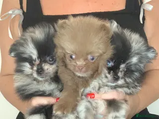 Pomeranian dogs UNIQUE BEAR FACE POMERANIAN LITTER - Advert 1