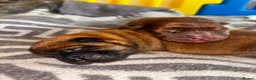 Chow Chow dogs for sale: Stunning chocolate chow  in Chester-le-Street - Advert 2