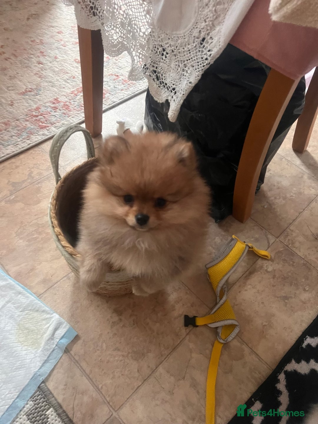 Pomeranian dogs for sale: Beautiful ** Pomeranian puppies  - Advert 19