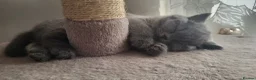 British Shorthair cats for sale: GCCF British Shorthair kittens - Advert 3