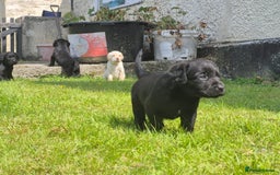 Springador dogs for sale: Springador Puppies - Image 4