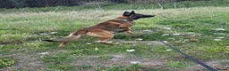 German Shepherd dogs for stud: German Shepherd for stud outstanding boy  - Advert 3