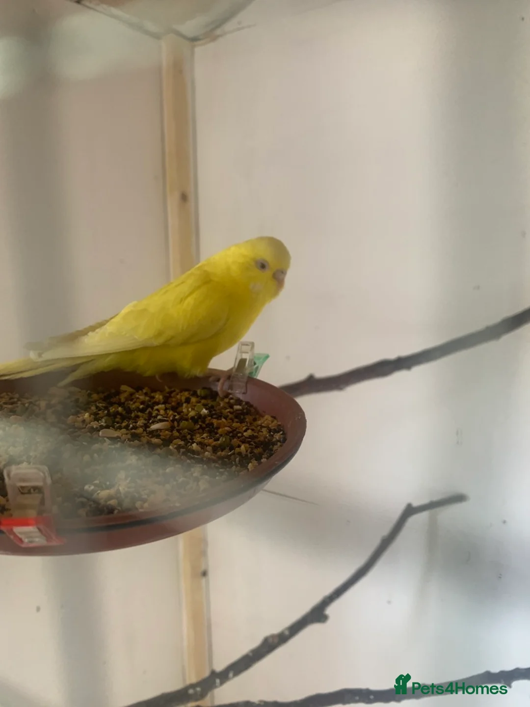 Budgerigars birds for sale: Young proven breeding pair  - Advert 2