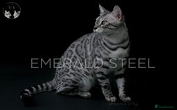 Bengal cats for sale: TICA Registered Silver Bengal Pair - Image 23