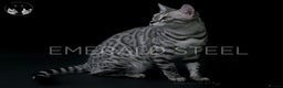 Bengal cats for sale: TICA Registered Silver Bengal - Advert 18