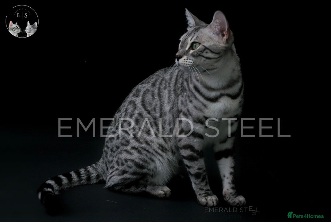 Bengal cats for sale: TICA Registered Silver Bengal Pair - Image 23