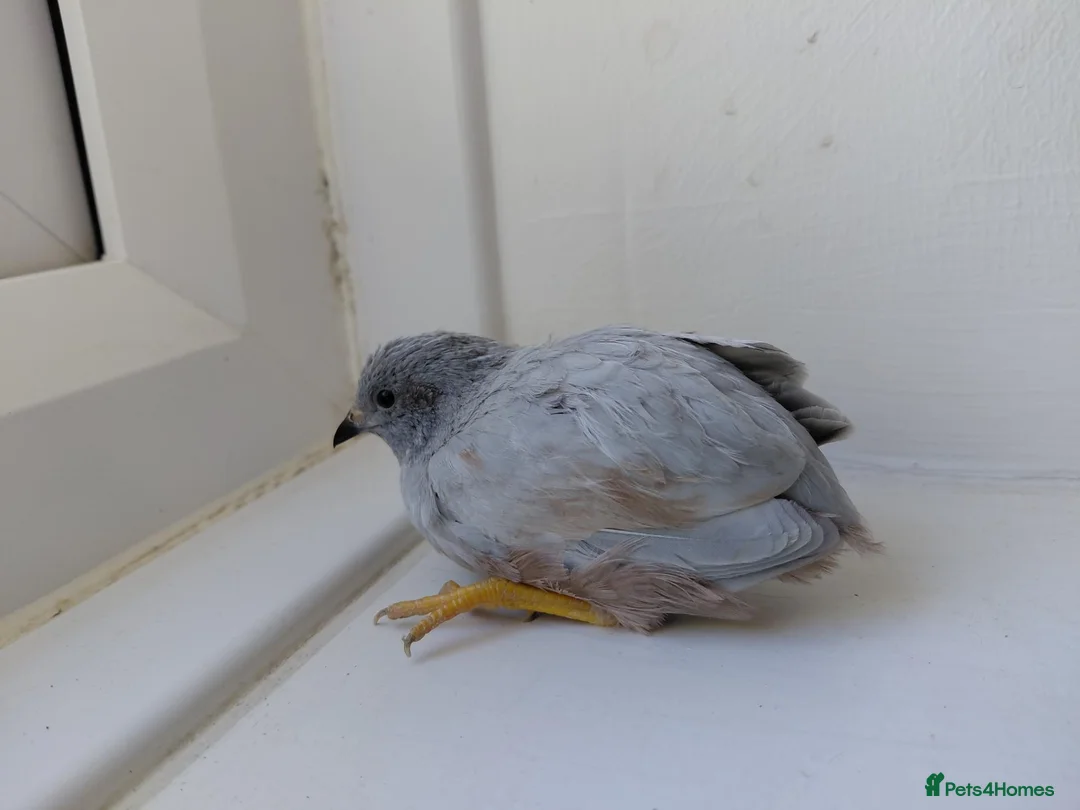 Quail poultry for sale: 2 Button/King/chinese painted quail 2 males - Advert 2