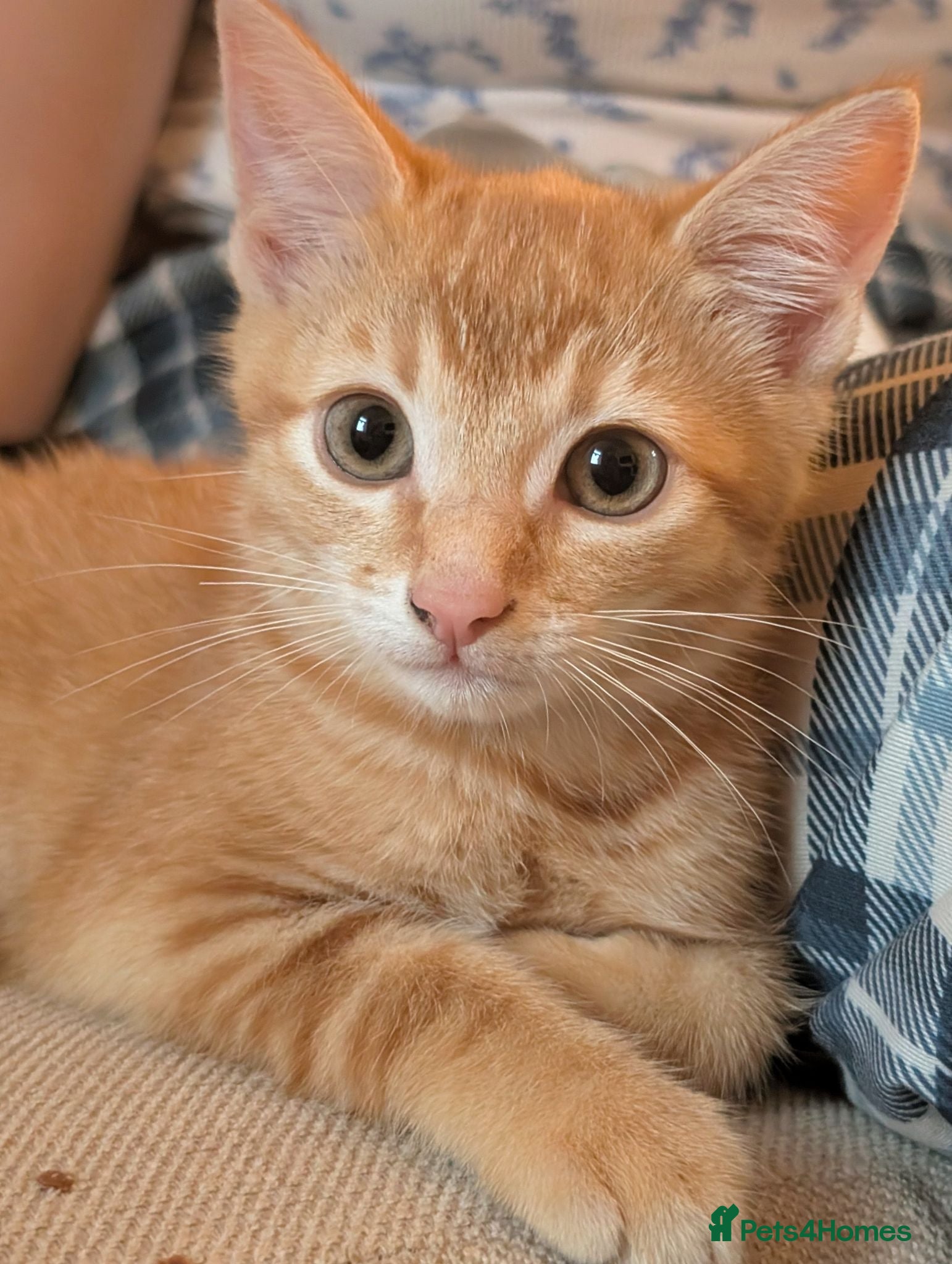 Domestic Shorthair cats 2 ginger Tabby male kittens - Advert 2