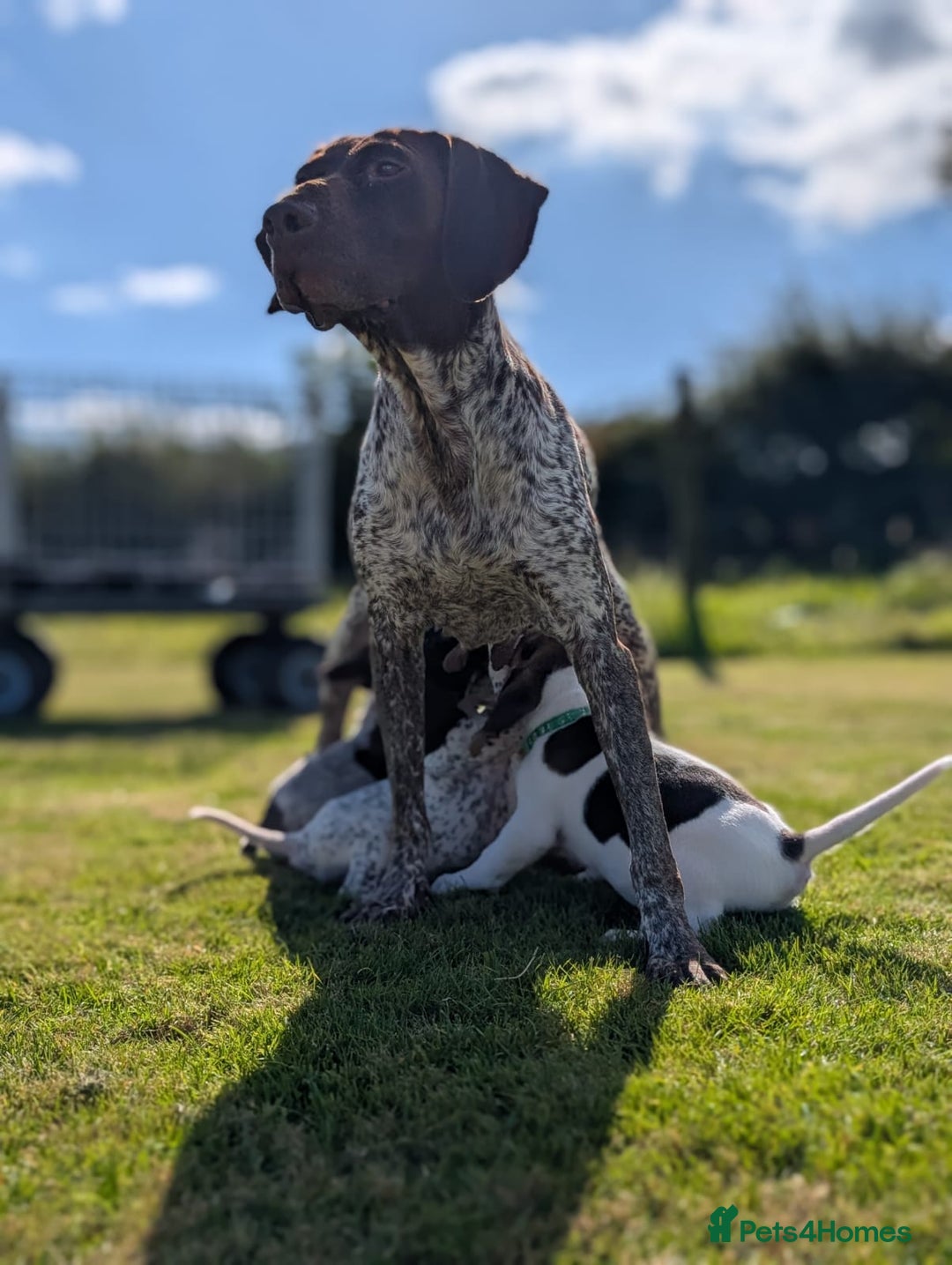 German Shorthaired Pointer dogs for sale: 7 Beautiful KC GSP Puppies - Image 11