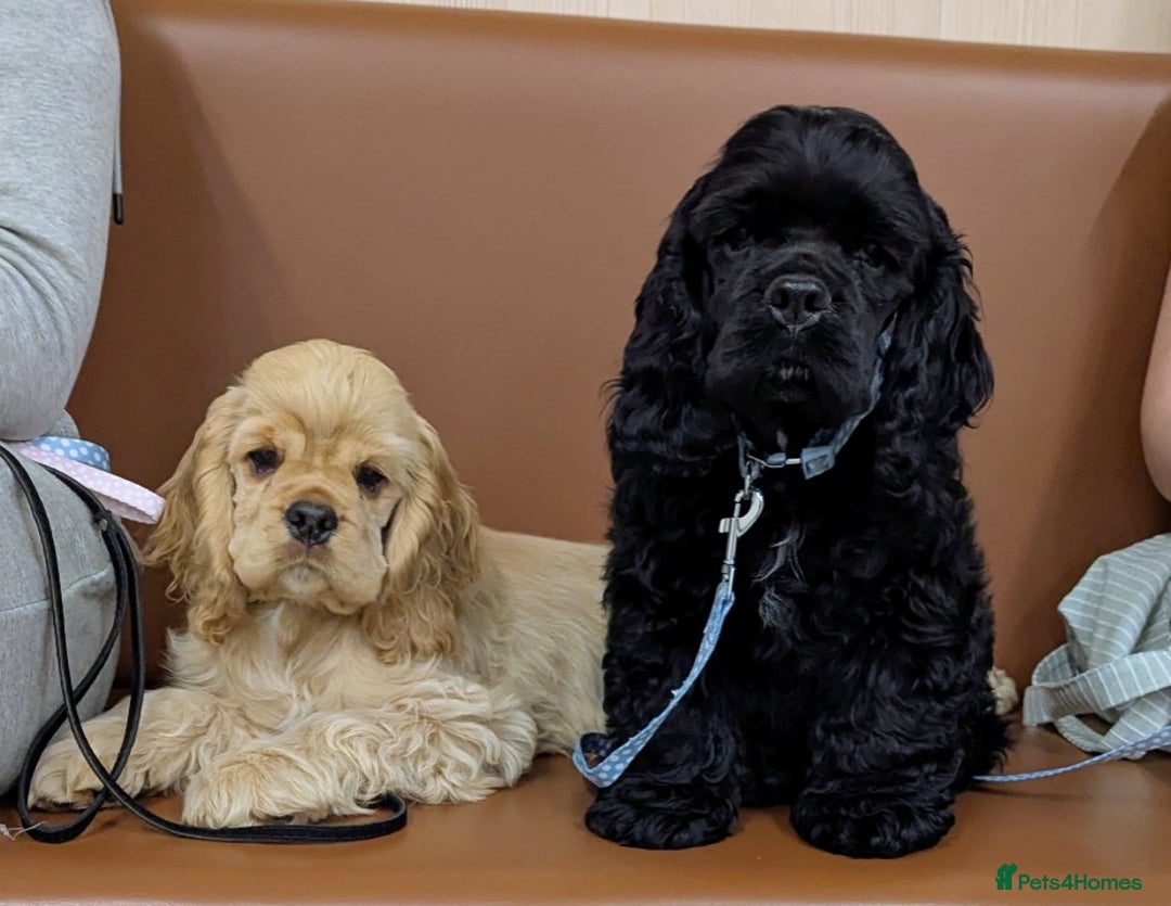 Cocker Spaniel Short Cockapoo Haircuts Short Hair American Cocker