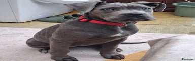 Cane Corso Puppy 1