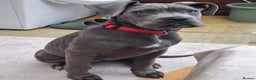 Cane Corso dogs for sale: Cane Corso Girl  - Advert 2