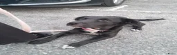 Staffordshire Bull Terrier dogs for sale: Gorgeous mayeh  - Advert 1