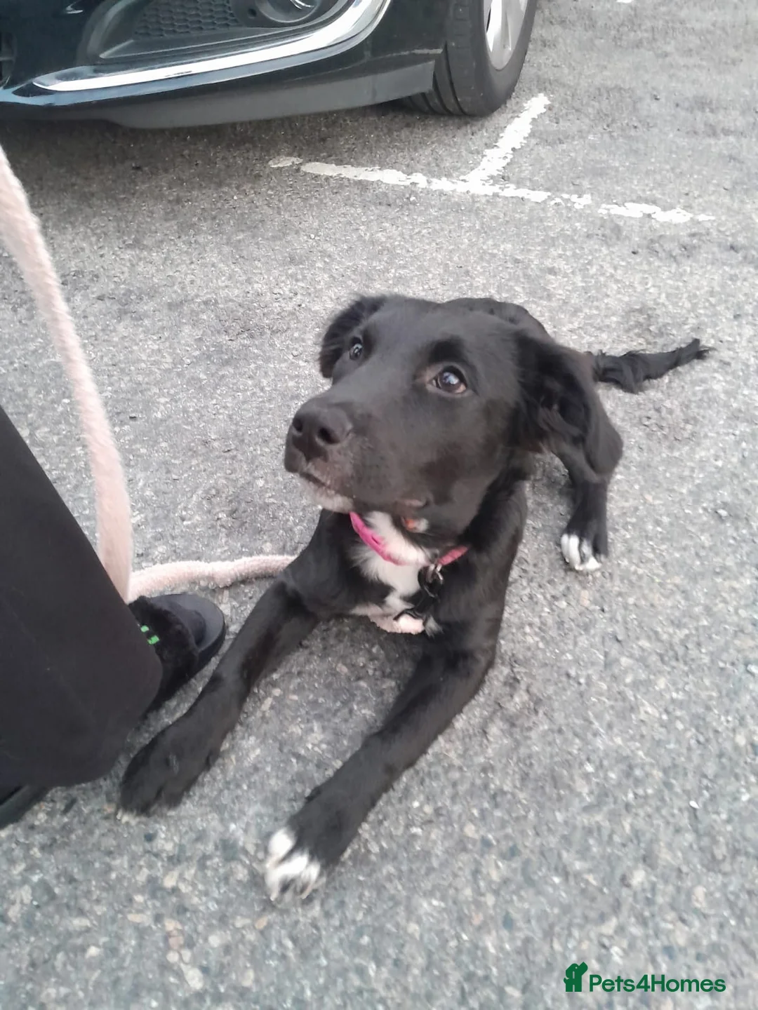 Staffordshire Bull Terrier dogs for sale: Gorgeous mayeh  - Advert 1