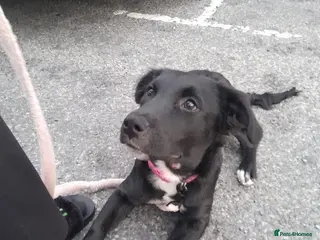 Staffordshire Bull Terrier dogs Gorgeous mayeh - Advert 6