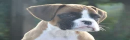 Boxer dogs for sale: Beautiful boxer puppies  - Advert 7