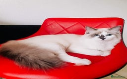 Ragdoll cats for sale: Gorgeous ragdoll kitten - Image 14